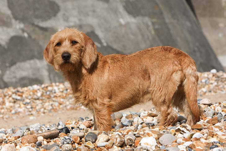 basset fauve de bretagne dog breed information - american kennel club