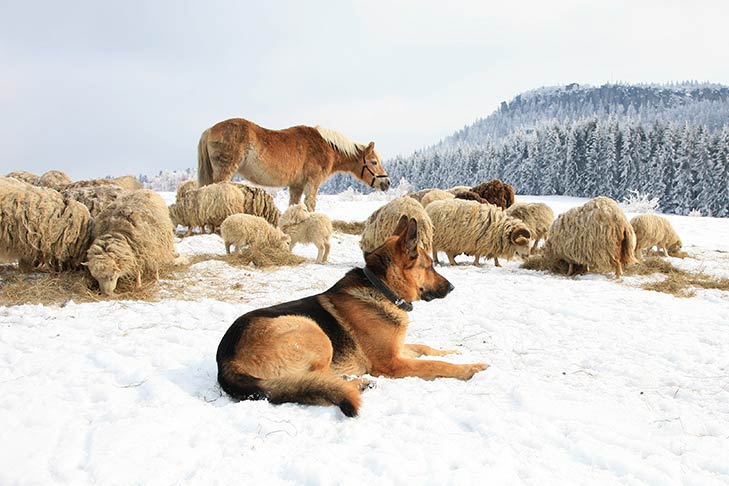 German Shepherd Dog laying in the snow guarding a flock of sheep and horse grazing.
