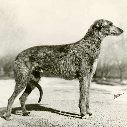 skotsk deerhound