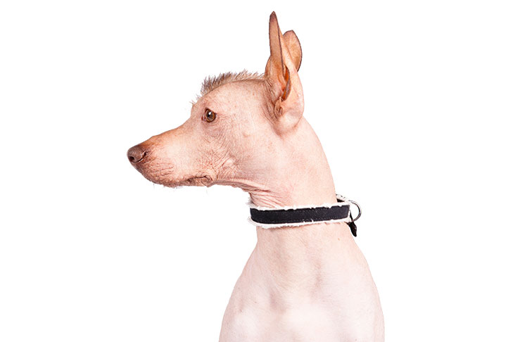 Peruvian Inca Orchid shoulders facing forward, head turned left.