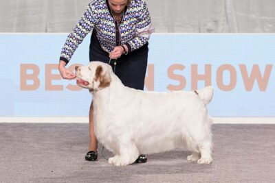 clumber spaniel kennel