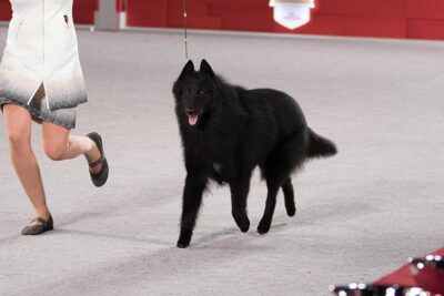 akc belgian sheepdog