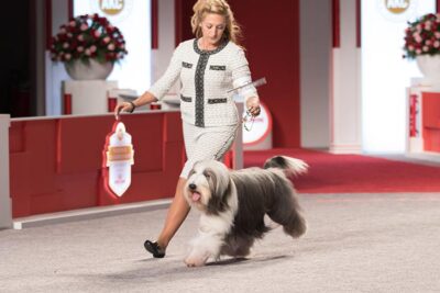 Dachshund 2019 Westminster Kennel Club Westminster Long Haired