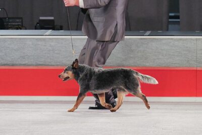 royal canin australian cattle dog