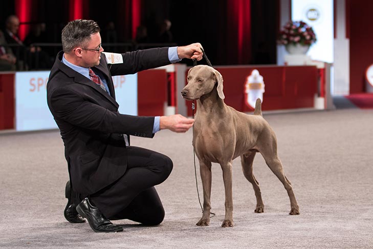Best of Breed: GCHP CH Graysong N Silhouette's Heyjude, Weimaraner; Sporting Group judging at the 2016 AKC National Championship presented by Royal Canin in Orlando, FL.