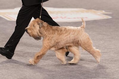 royal canin wheaten terrier