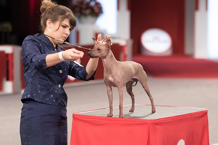 Best of Breed: GCH CH Kidd K's Speed Demyn @ Wmk CM, American Hairless Terrier; Terrier Group judging at the 2016 AKC National Championship presented by Royal Canin in Orlando, FL.