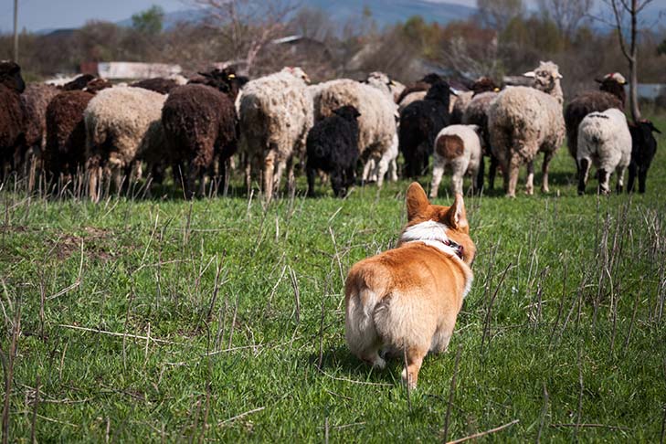 Pembroke Welsh Corgi herding a flock of sheep in a field.