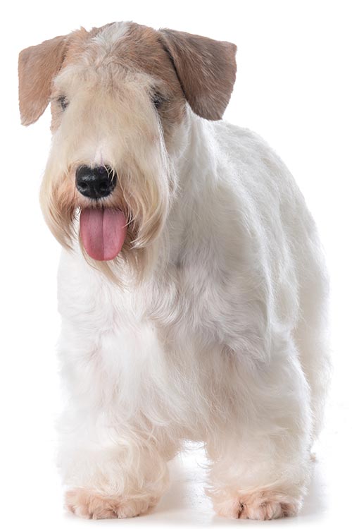 Sealyham Terrier Dog Breed Information