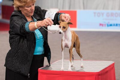 royal canin italian greyhound