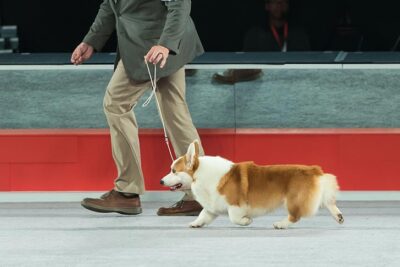 royal canin corgi