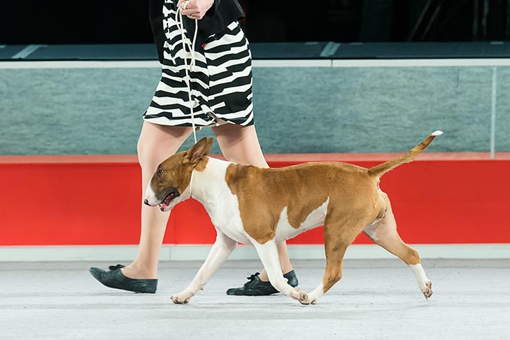 Best of Breed: GCH CH Formula For A Power Filled Ginger, Bull Terrier (Colored); Terrier Group judging at the 2016 AKC National Championship presented by Royal Canin in Orlando, FL.