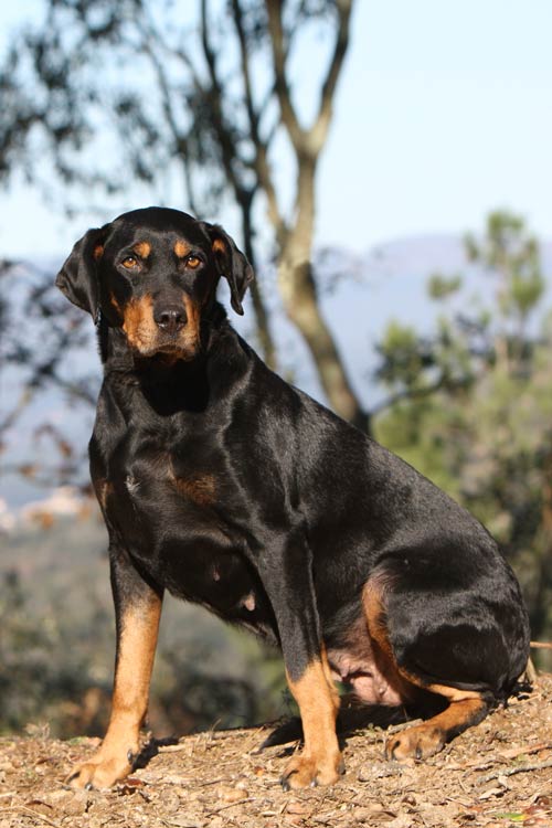 Transylvanian Hound Dog Breed Information American Kennel Club