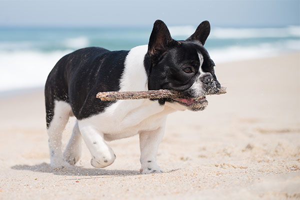 French Bulldog Dog Breed Information