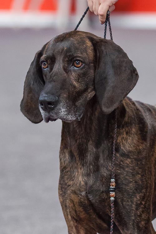 historyhound