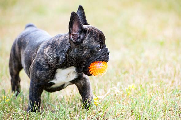 French Bulldog puppy standing in the grass holding a ball in its mouth.