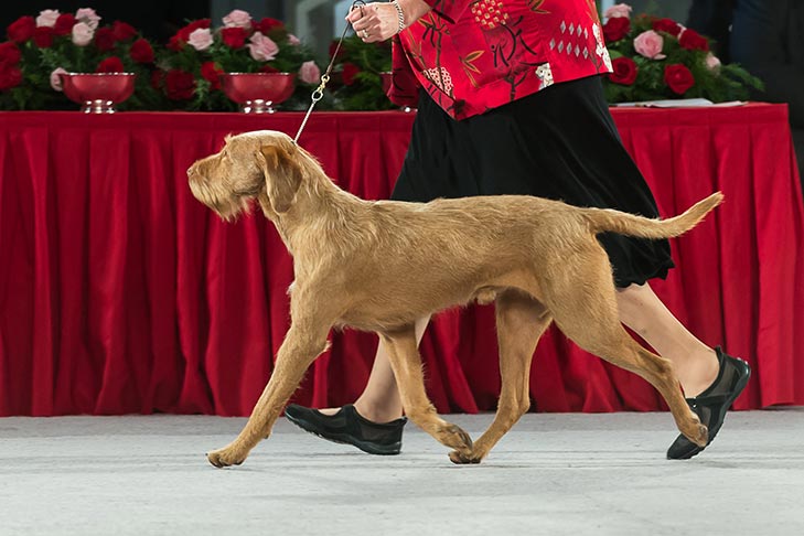 Wirehaired Vizsla Dog Breed Information