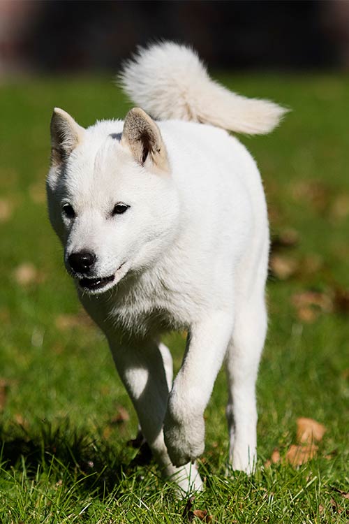 Hokkaido Dog Breed Information American Kennel Club