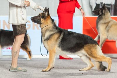 akc marketplace german shepherd