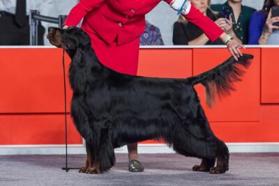 akc gordon setter