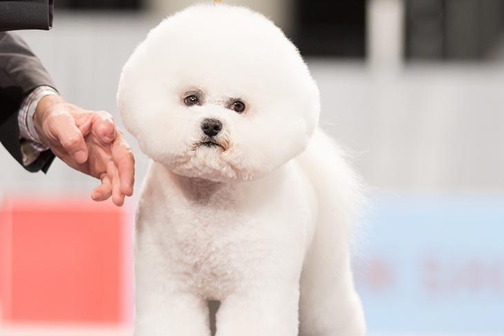 Reserve Best in Show, Non-Sporting Group First, and Best of Breed: GCHP CH Belle Creek's All I Care About Is Love, Bichon Frise; 2016 AKC National Championship presented by Royal Canin Best in Show lineup, Orlando, FL.