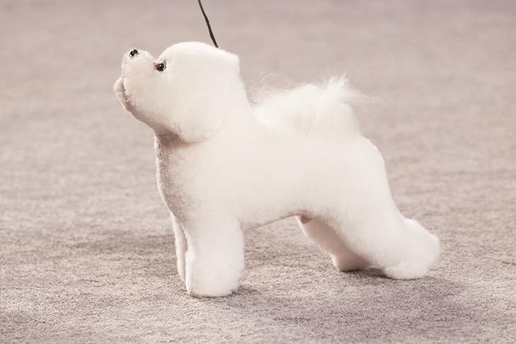 Reserve Best in Show, Non-Sporting Group First, and Best of Breed: GCHP CH Belle Creek's All I Care About Is Love, Bichon Frise; 2016 AKC National Championship presented by Royal Canin Best in Show lineup, Orlando, FL.