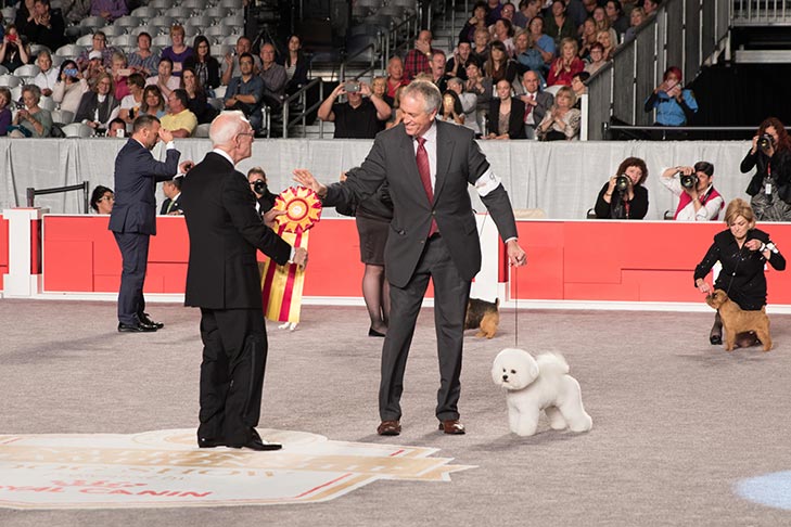 Reserve Best in Show, Non-Sporting Group First, and Best of Breed: GCHP CH Belle Creek's All I Care About Is Love, Bichon Frise; 2016 AKC National Championship presented by Royal Canin Best in Show lineup, Orlando, FL.