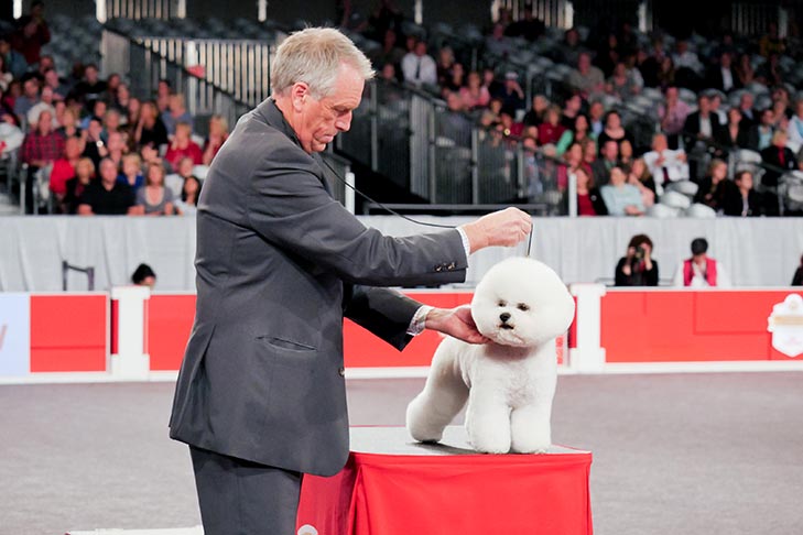 Reserve Best in Show, Non-Sporting Group First, and Best of Breed: GCHP CH Belle Creek's All I Care About Is Love, Bichon Frise; 2016 AKC National Championship presented by Royal Canin Best in Show lineup, Orlando, FL.