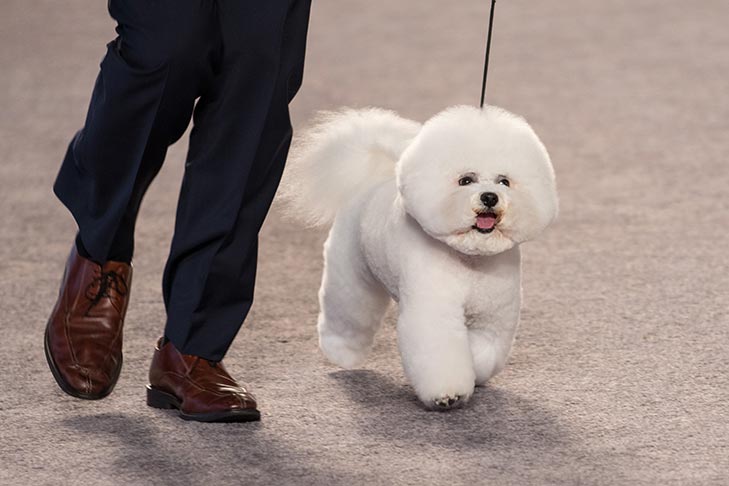 Reserve Best in Show, Non-Sporting Group First, and Best of Breed: GCHP CH Belle Creek's All I Care About Is Love, Bichon Frise; 2016 AKC National Championship presented by Royal Canin Best in Show lineup, Orlando, FL.
