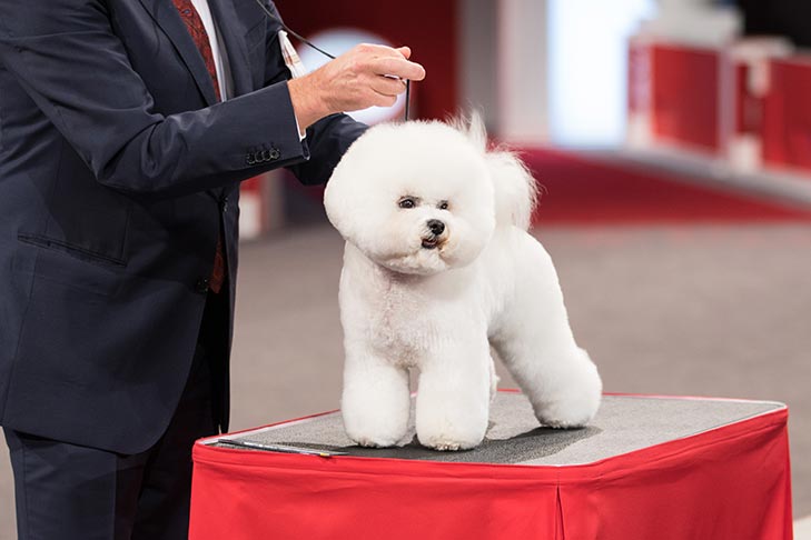 Reserve Best in Show, Non-Sporting Group First, and Best of Breed: GCHP CH Belle Creek's All I Care About Is Love, Bichon Frise; 2016 AKC National Championship presented by Royal Canin Best in Show lineup, Orlando, FL.