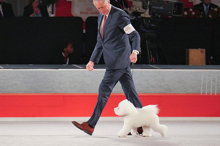 Reserve Best in Show, Non-Sporting Group First, and Best of Breed: GCHP CH Belle Creek's All I Care About Is Love, Bichon Frise; 2016 AKC National Championship presented by Royal Canin Best in Show lineup, Orlando, FL.