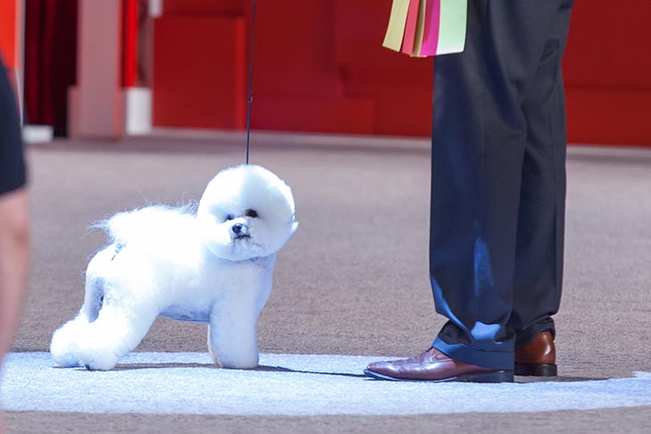 Reserve Best in Show, Non-Sporting Group First, and Best of Breed: GCHP CH Belle Creek's All I Care About Is Love, Bichon Frise; 2016 AKC National Championship presented by Royal Canin Best in Show lineup, Orlando, FL.