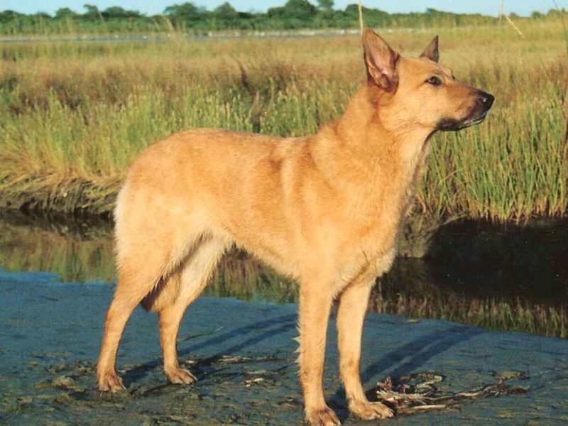 Chinook Dog Breed Information