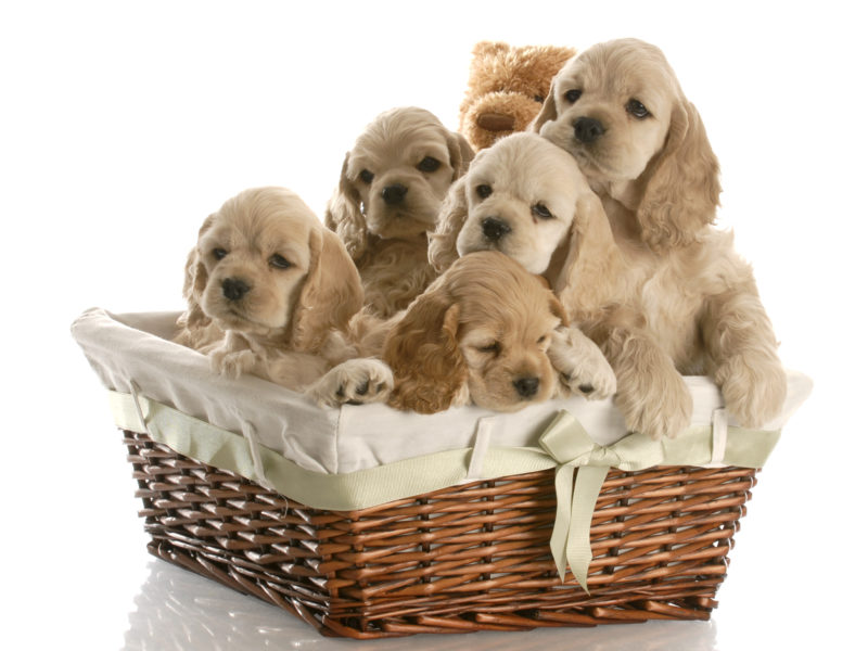 Cocker Spaniel Dog Breed Information