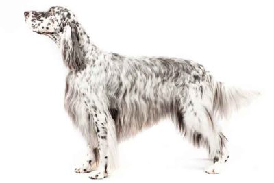 english setter kennel club