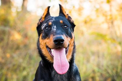 Beauceron Pictures American Kennel Club