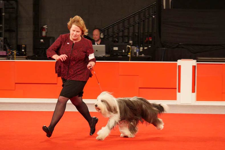 2017 Ellee the Bearded Collie National Owner-Handled Series NOHS Winner