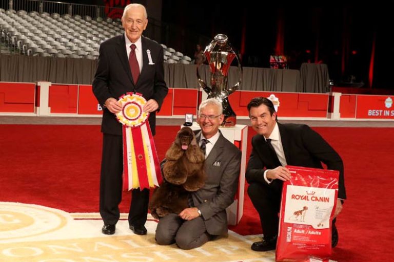 Striker the Cocker Spaniel Wins 2017 AKC National Championship