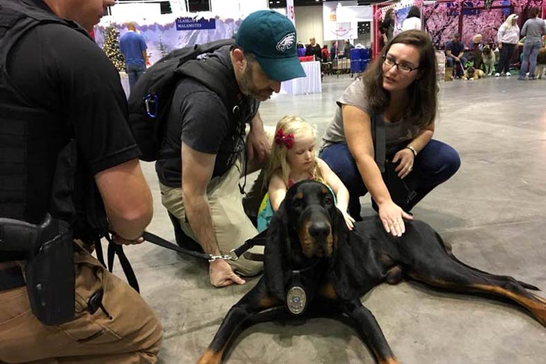 K9 Copper Black and Tan Coonhound meets a Family with a Child