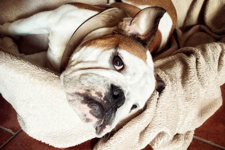 Bulldog Napping Memory