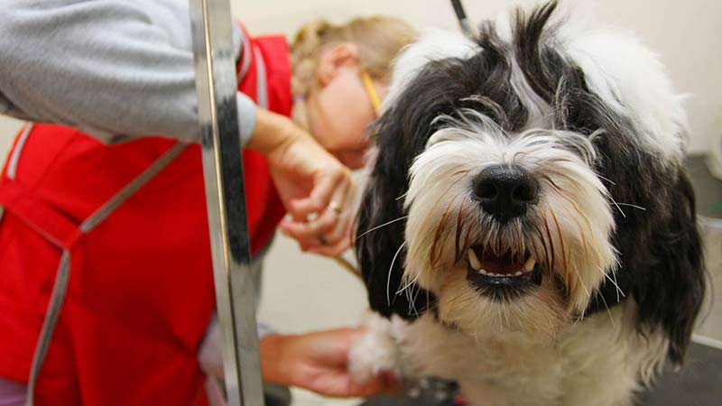 Pet-Agree Professional Pet Services