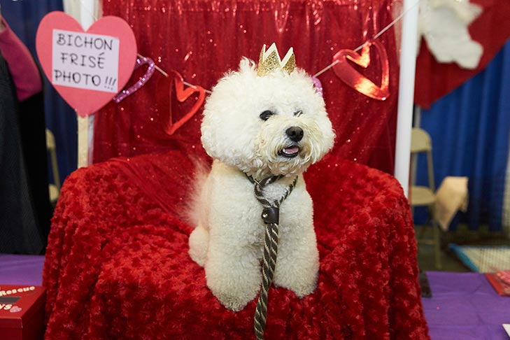 The Bichon Frise booth at AKC Meet the Breeds, Meet and Compete 2019, New York, NY.