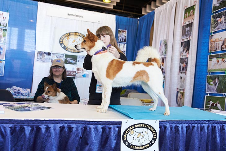 The Norrbottenspets booth at AKC Meet the Breeds, Meet and Compete 2019, New York, NY.