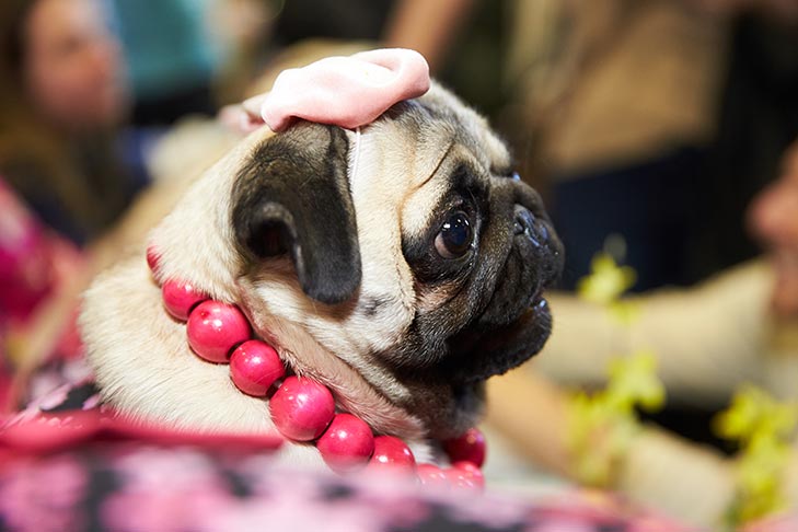The Pug booth at AKC Meet the Breeds, Meet and Compete 2019, New York, NY.