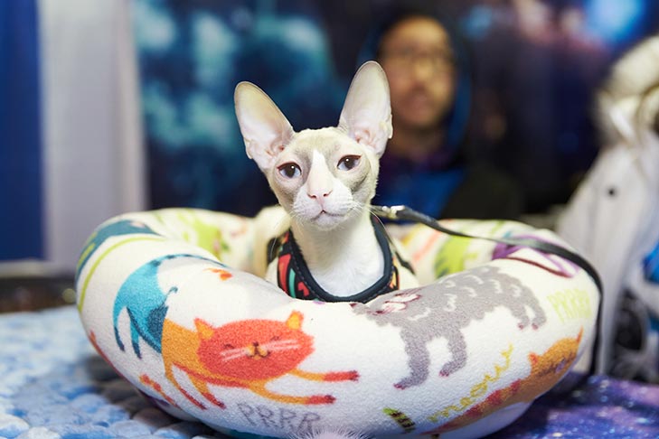 A cat booth from the International Cat Association participating at AKC Meet the Breeds, Meet and Compete 2019, New York, NY.