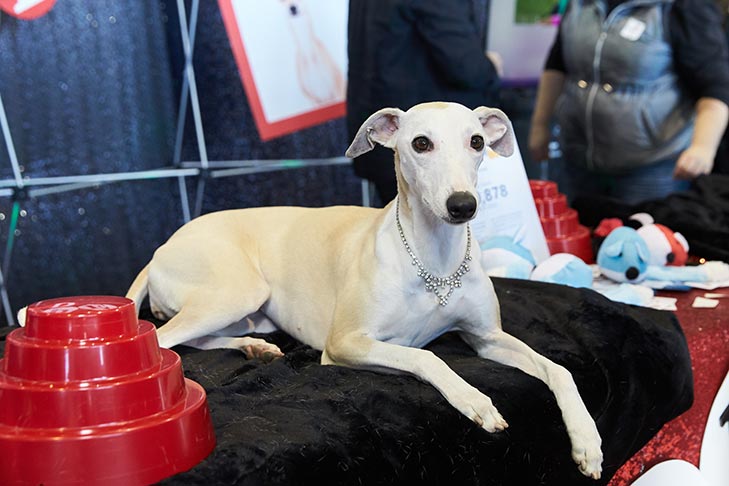 The Whippet booth at AKC Meet the Breeds, Meet and Compete 2019, New York, NY.