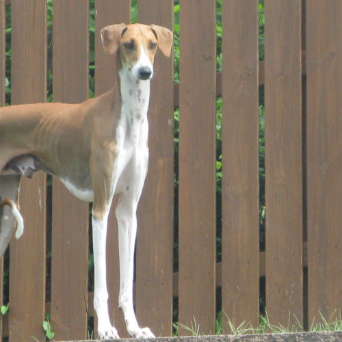 azawakh puppies for sale