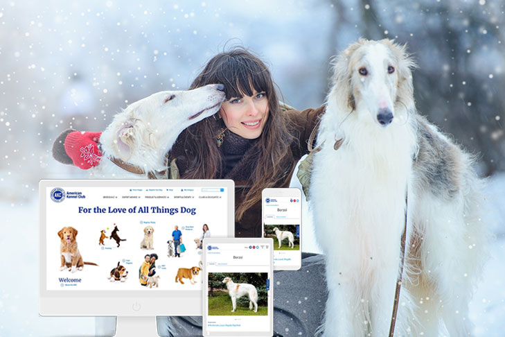 Borzoi dogs