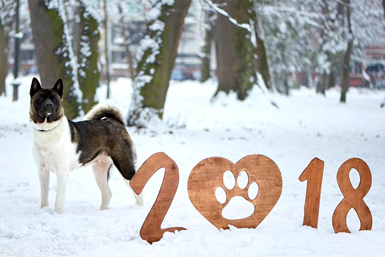 2018 Akita New Year