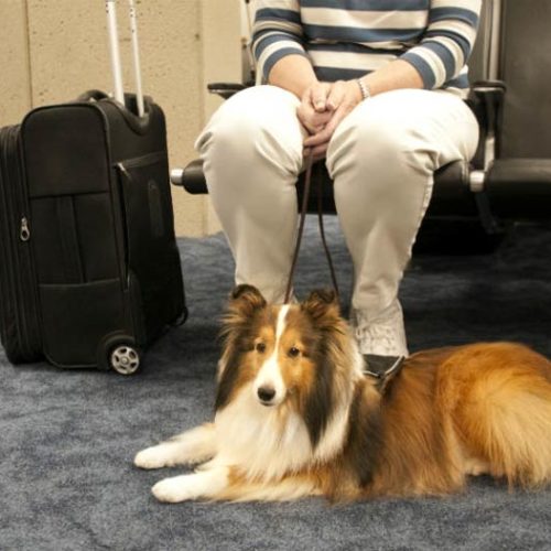 united dog travel